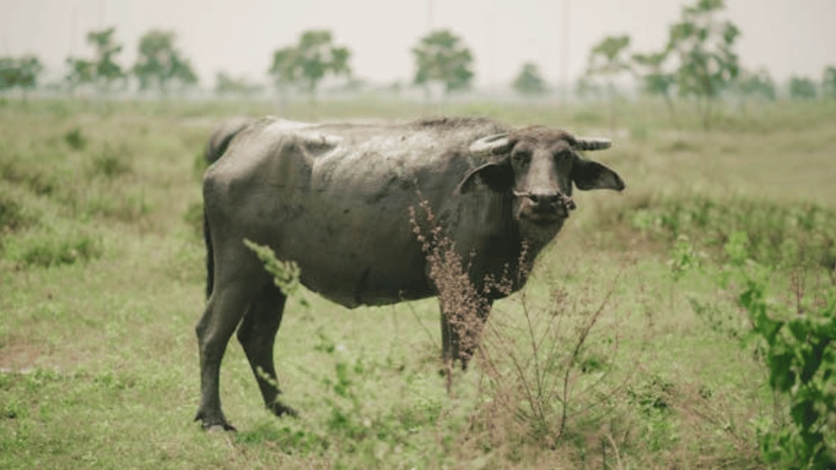 viral-video-showing-acs-installed-in-shed-to-comfort-buffaloes-garners-hilarious-reactions-watch